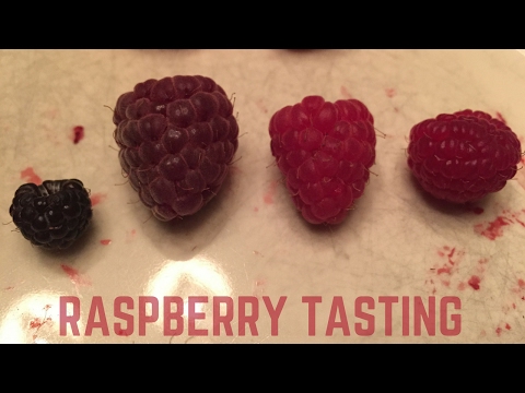 वीडियो: हर स्वाद के लिए रास्पबेरी किस्में - रास्पबेरी किस्मों का वादा - 2