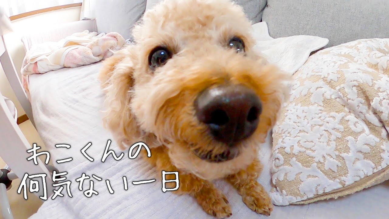 おとなしい性格なトイプードルの一日がのんびりだったw 愛犬わこくん Youtube