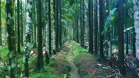 Is planting trees a good investment?