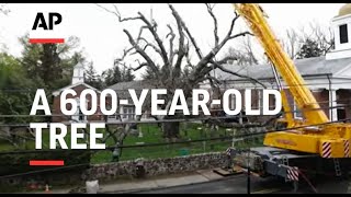 The Last Days of a 600-Yr-Old Tree