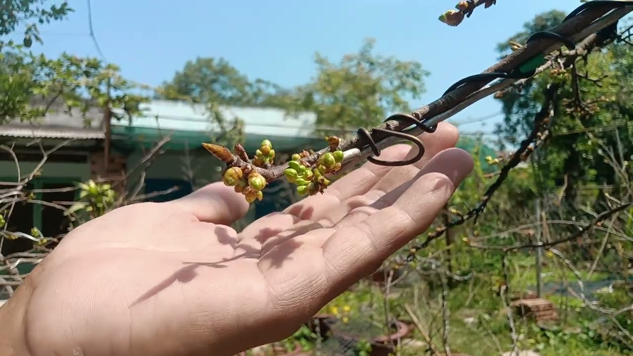 Cách làm cho nụ mai vàng nhanh lớn và cách tưới nước 