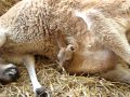 AMAZING Close up of baby kangaroo leaving moms pouch