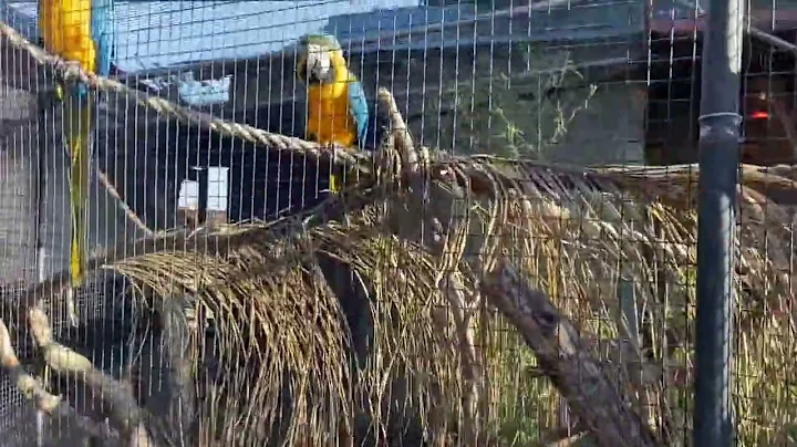 Loro y Guacamayo hablando