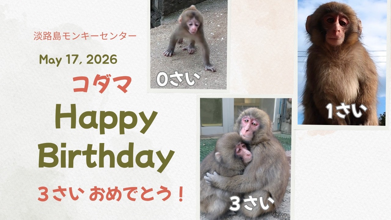 ミニミニ　しろくまさん　なかよし3兄弟 Happy 3rd birthday, Kodama! 🎉 A year surrounded by family and his