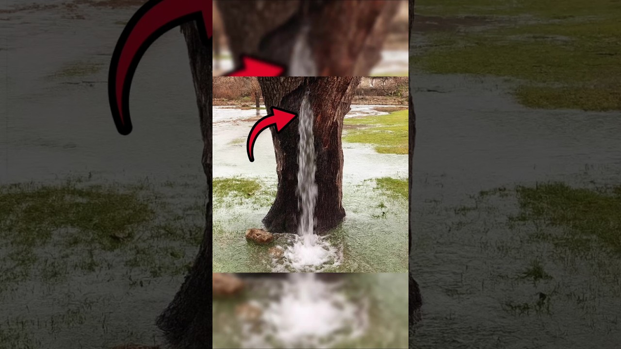 Man Cut Down A Old Tree 