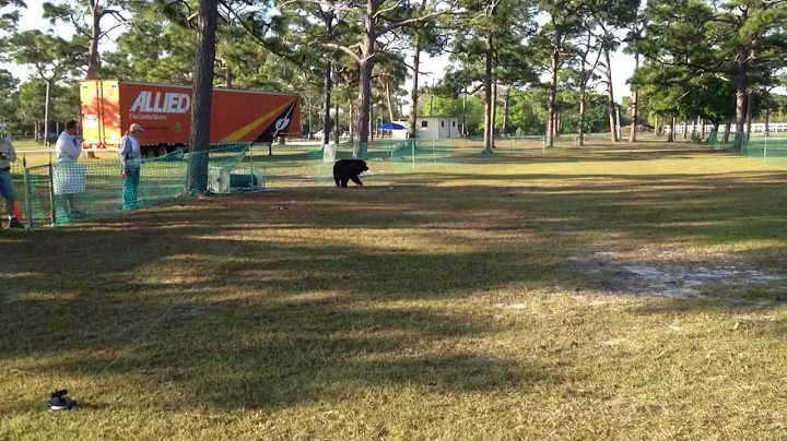 Gunther the Newfoundland does the lure course