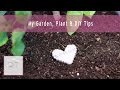 My Garden, Plant & DIY Tips | Rachel Talbott