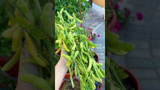 Download Lagu Harvest soy beans! MP3 Download Lagu Harvest soy beans! MP3