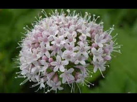 საქართველოს სამკურნალო და შხამიანი მცენარეების ბიომრავლფეროვნება.