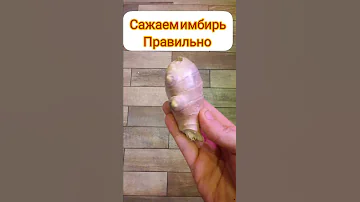 Сажаем имбирь правильно