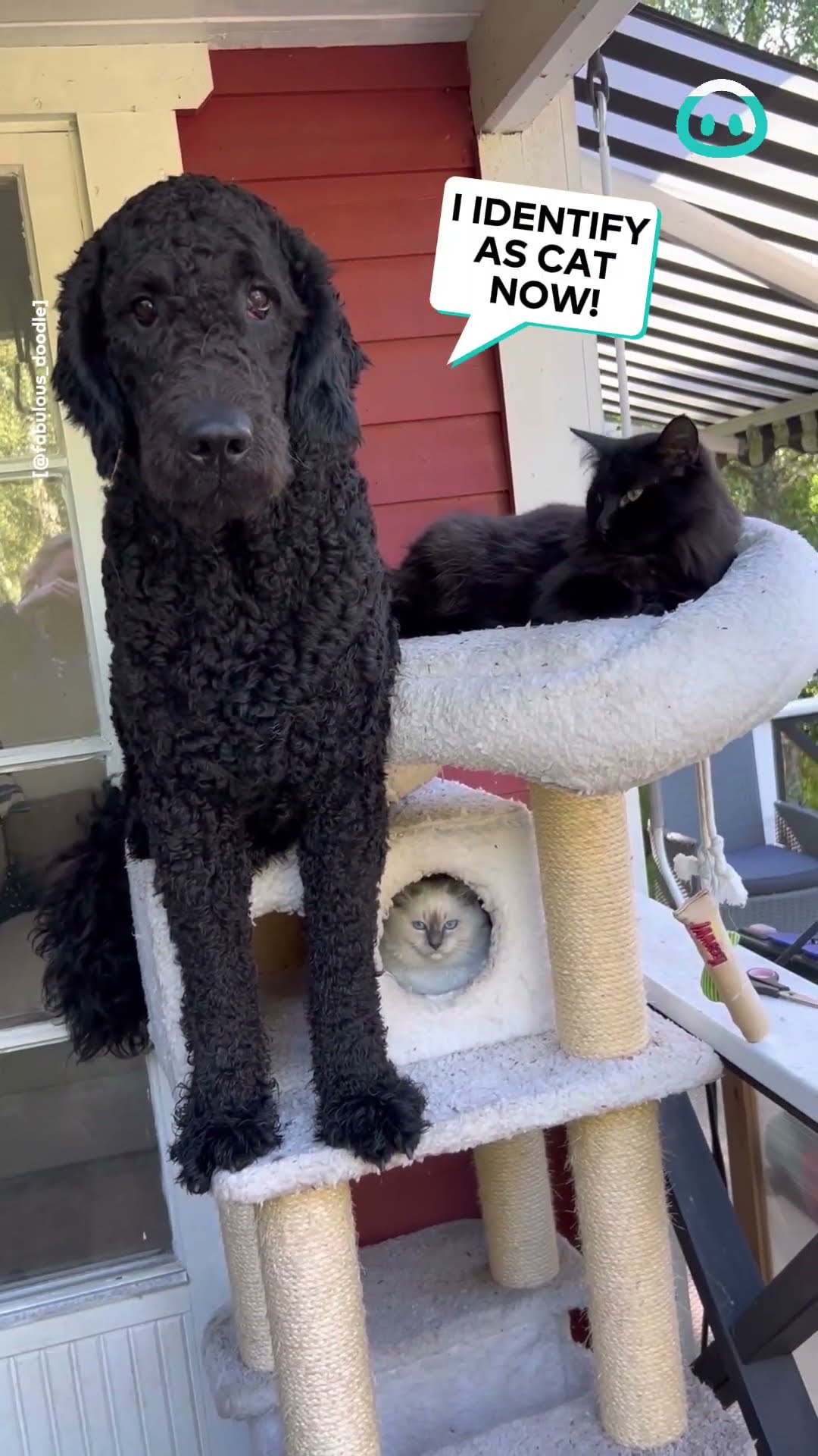 Confused Dog Acts Like a Cat || ViralHog