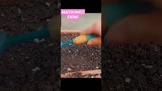 Maydonoz Ekimi