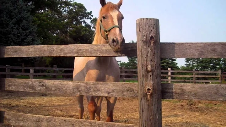 Lucie the Mustang