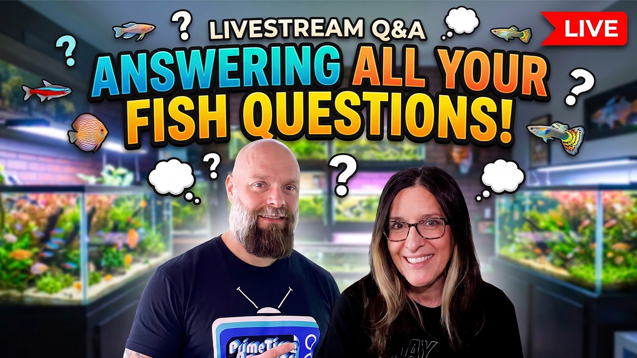 [LIVE]  Answering All Your Fish Questions + A Giveawa !