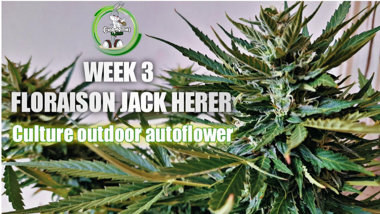 Week 3 Floraison Jack Herer Autofloraison