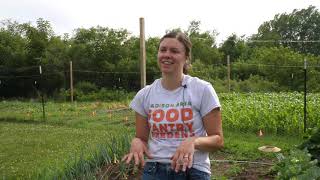 The Good Shepherd Food Pantry Garden