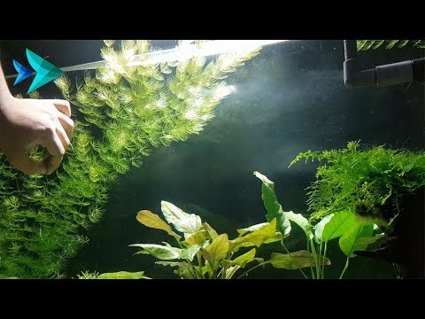 Video: Hornwort Osittain Veden Alla