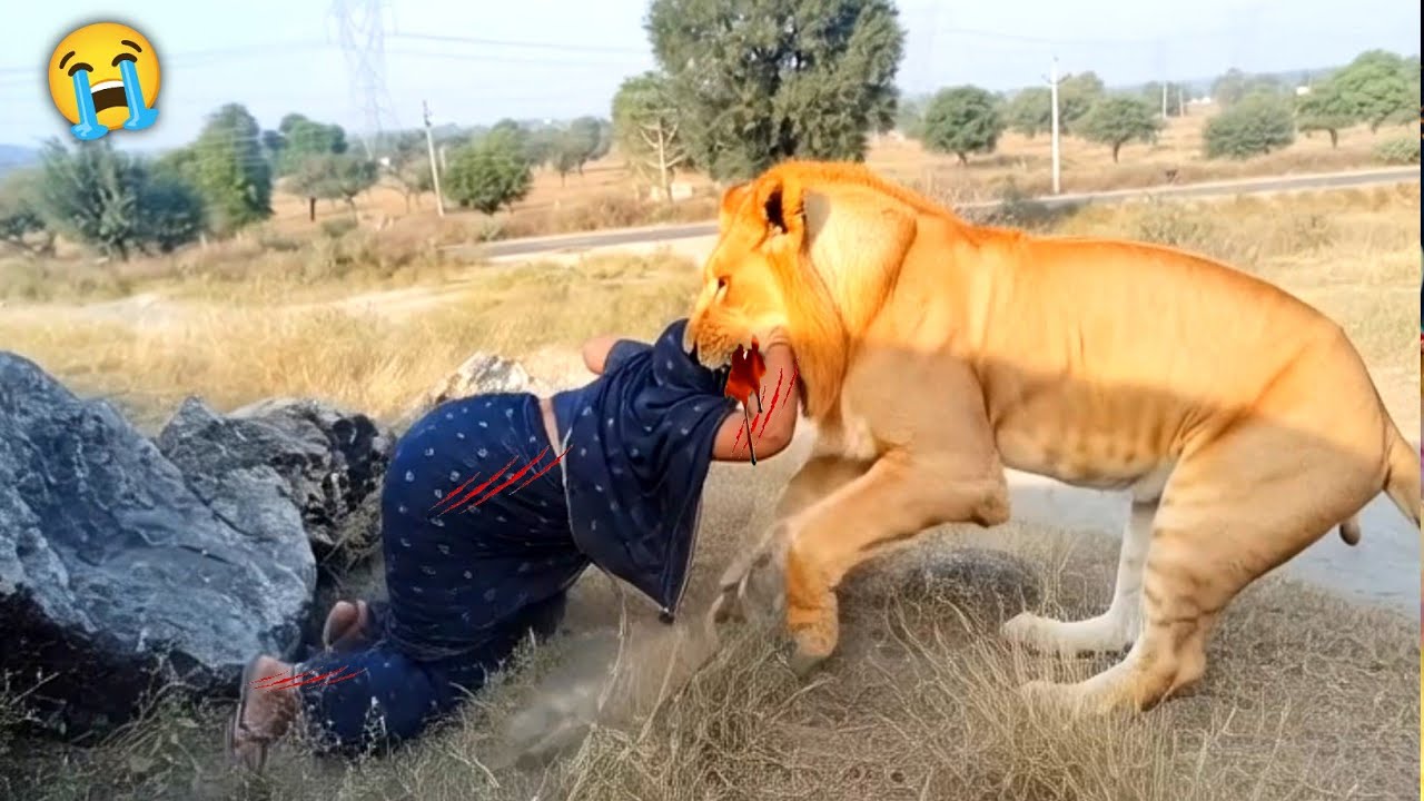 Lion Attack Girl in Forest Today 😭😭 | Lion Attack Hunter | शेर ने किया हमला 2025 