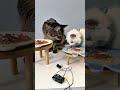 Feeding my 2 babies 🥹🐾🐾 This was recorded on Wednesday it was Zen’s 2nd day home. And already ...