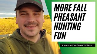 Pheasant Hunting in Alberta, Canada | Dog Training | A Disappointing Find in the Field | Spamtember