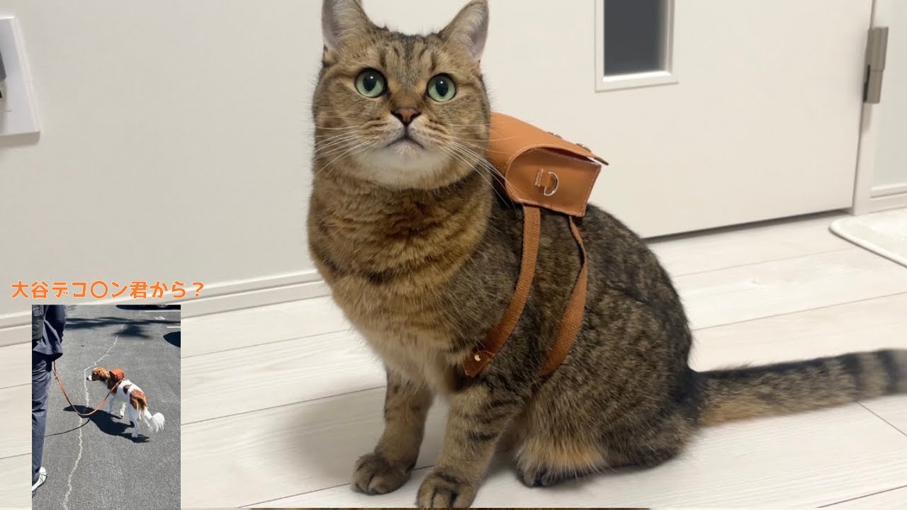 大谷デコピ〇も愛用】猫用おさんぽランドセルを作ったら可愛すぎた