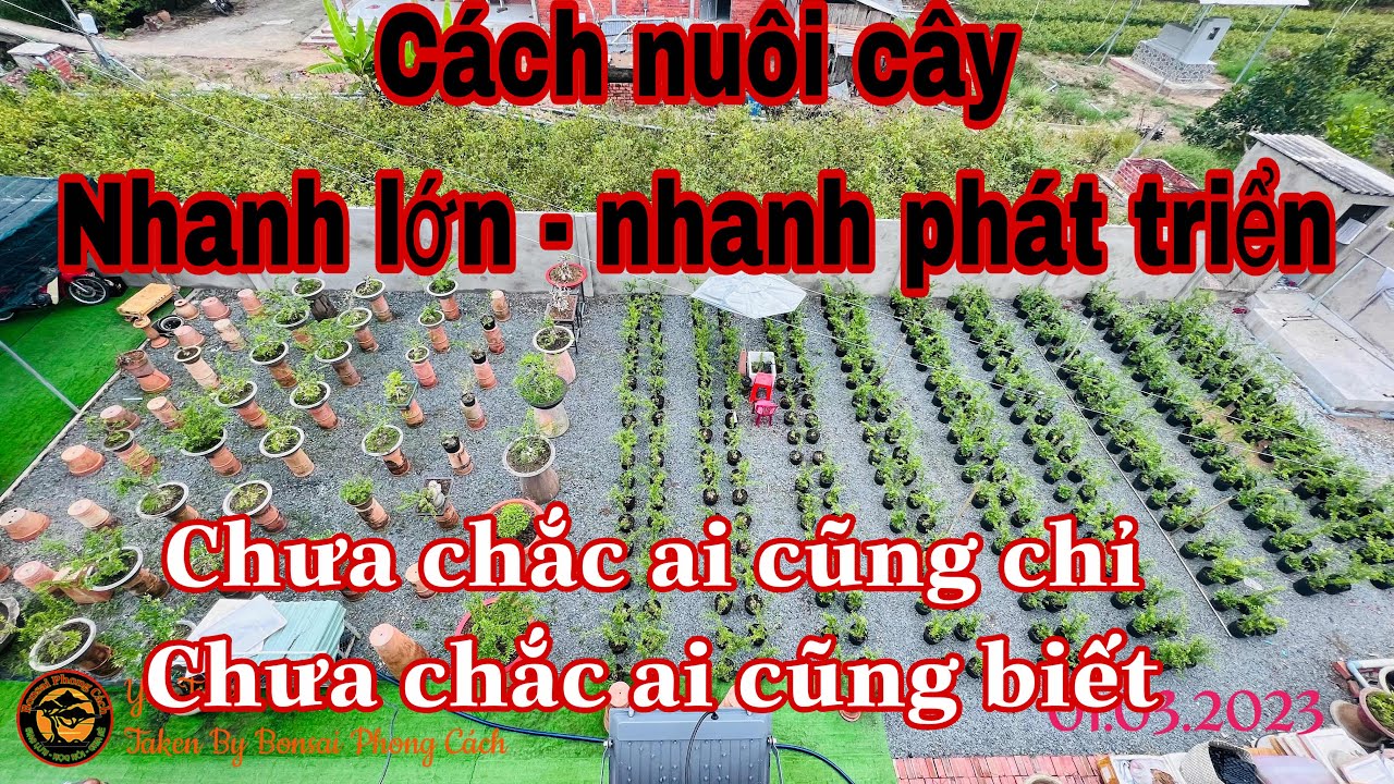 những cách nuôi cây nhanh lớn nhanh phát triển - YouTube