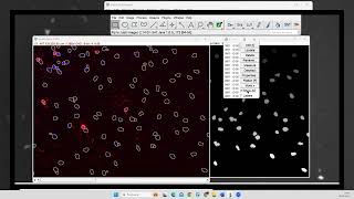 FIJI + Cellpose + CytoPlot