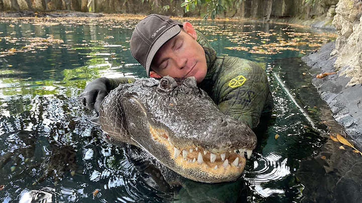 How do alligators sleep without drowning?