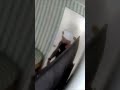 POV: The repair guy compliments our “pet pigeons” … 🦅💀🤣