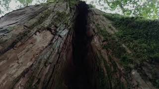 Lala mountain- the beautiful forest in Taiwan