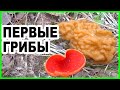 Грибы весной! Ищем весенние грибы в Подмосковье - Строчки. Саркосцифа. Поход в лес за грибами.