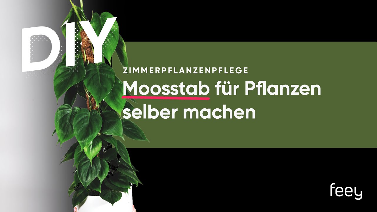 DIY - Moosstab fr Zimmerpflanzen | feey