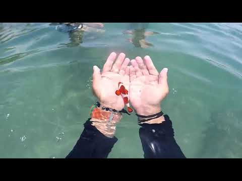 Video: Clownfish - paglalarawan, kung saan ito nakatira, nilalaman at mga kawili-wiling katotohanan