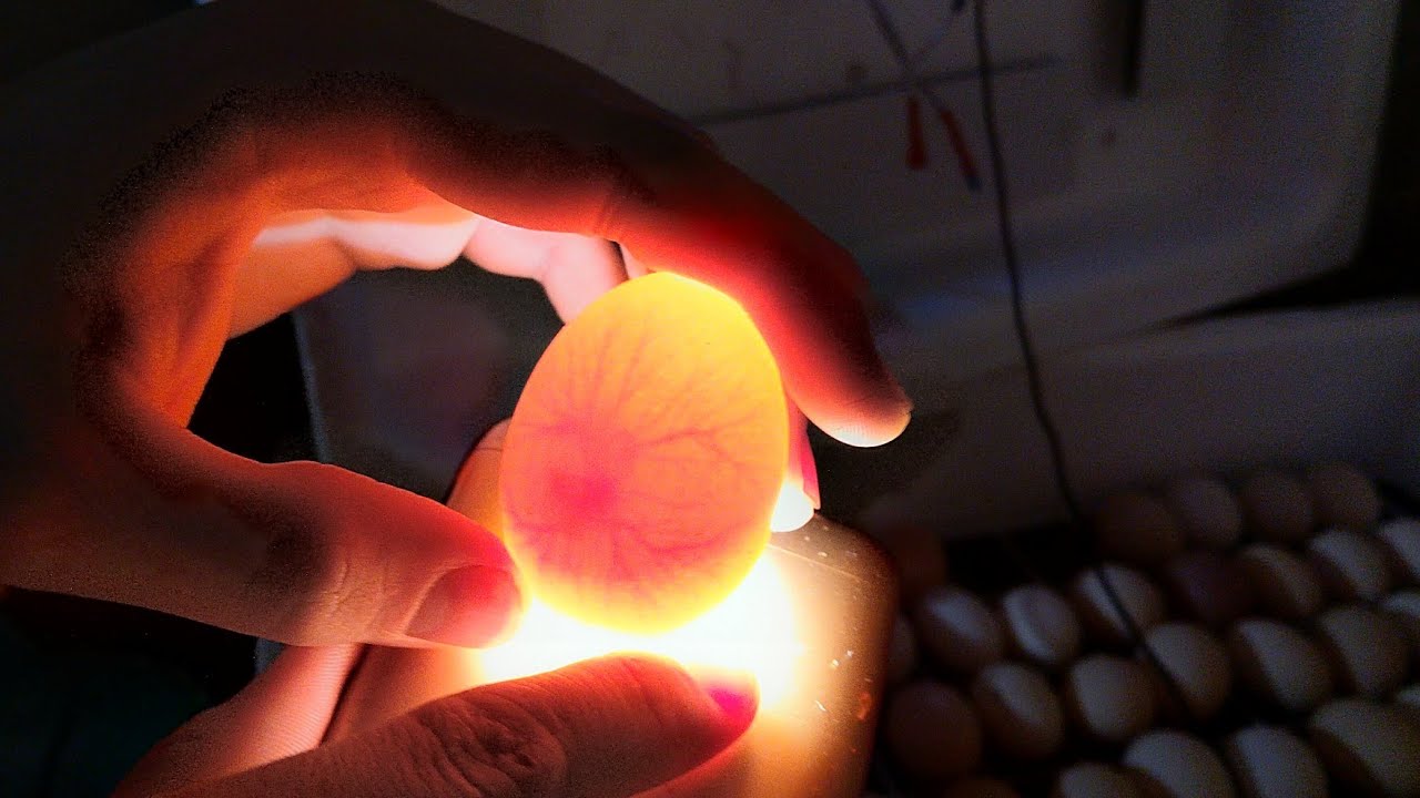 Овоскопирование индюшиных яиц. Овоскопирование гусиных яиц. Овоскопирование мускусной утки. Овоскопирование утиных яиц.