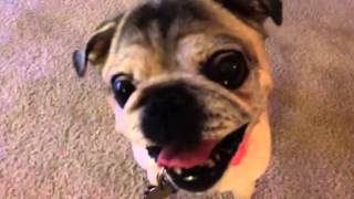 I'm so excited and this pug can't hide it!