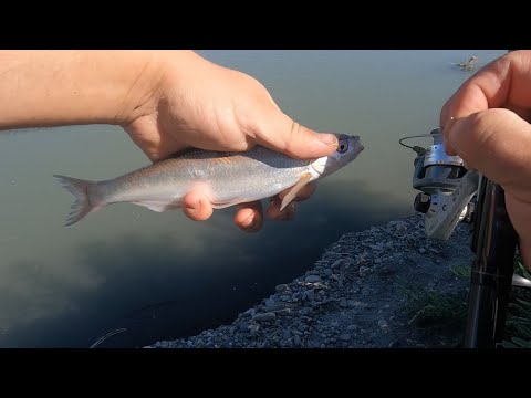 თევზაობა alazanze 24.07.2022 Рыбалка в грузии на алазани, tevzaoba alazanze