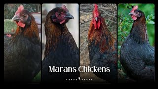 The Fascinating History of Marans Chicken: From France to the World by Pups & Pets 52 views 10 months ago 5 minutes, 7 seconds