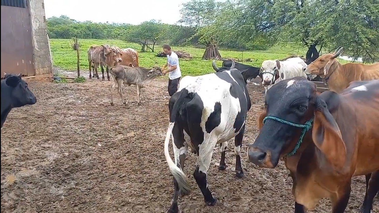MANEJO DO GADO NO PERÍODO DO INVERNO 