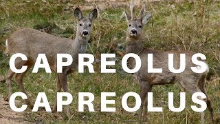 The European roe deer - Capreolus capreolus 1 by Animal Kingdom 29 views 6 years ago 3 minutes, 1 second
