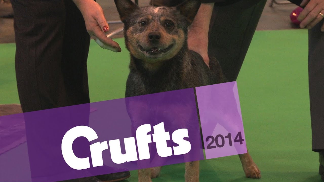 Australian Cattle Dog Best Of Breed Crufts 2014 YouTube