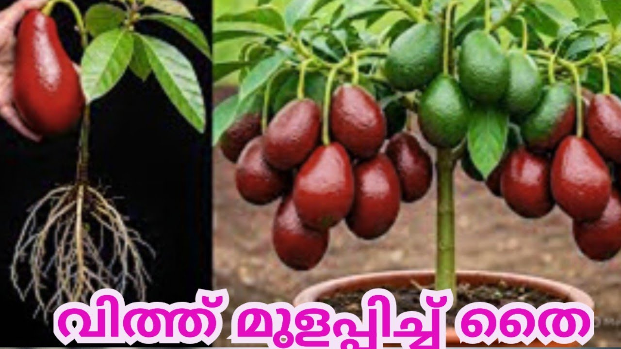 അവക്കാഡോ വേഗത്തിൽ മുളച്ച് വളരാൻ/Avacado Seed Germination Malayalam/Butter Fruit malayalam