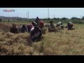 سوريا حصاد القمح مهمة المخاطر