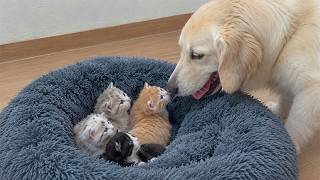 Mama Cat’s Tiny Kittens Took Over My Golden Retriever’s Bed… What Would He Do?