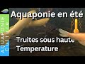 Truites et saumons en aquaponie  comment les garder en bonne sant pendant lt