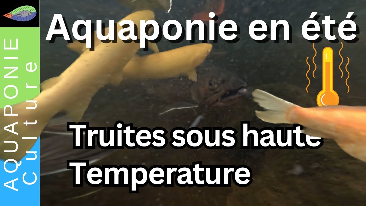 Truites et saumons en aquaponie : comment les garder en bonne santé pendant l'été.
