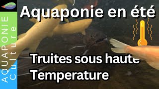 Truites et saumons en aquaponie : comment les garder en bonne santé pendant l'été.