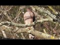 Kobac mujak  sparrowhawk male  accipiter nisus