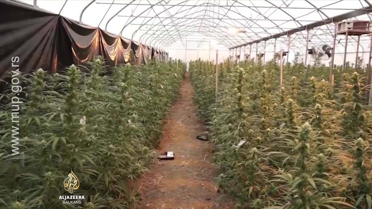 الضغوط على المفتش الذي اكتشف مزرعة الماريجوانا في جوفانجيكا