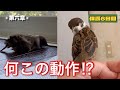 保護雀【7】言うことを聞かない雀（2025年7月28日）