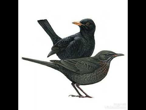 صوت شحرور مع سمن Song Thrush With Blackbird Sound